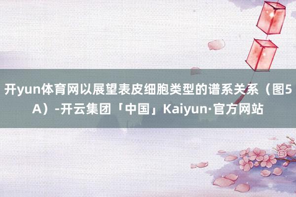 开yun体育网以展望表皮细胞类型的谱系关系(图5A)-开云集团「中国」Kaiyun·官方网站